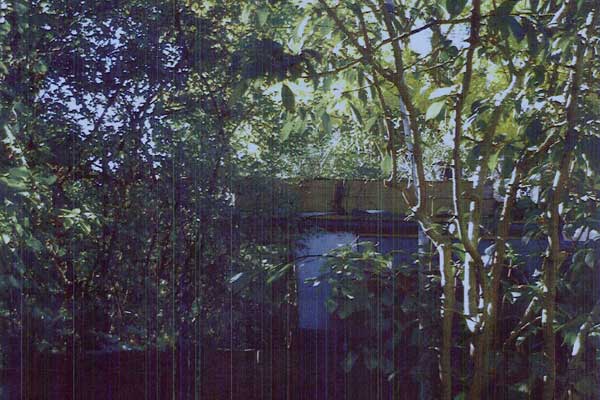 Rubbish on complainer's shed roof